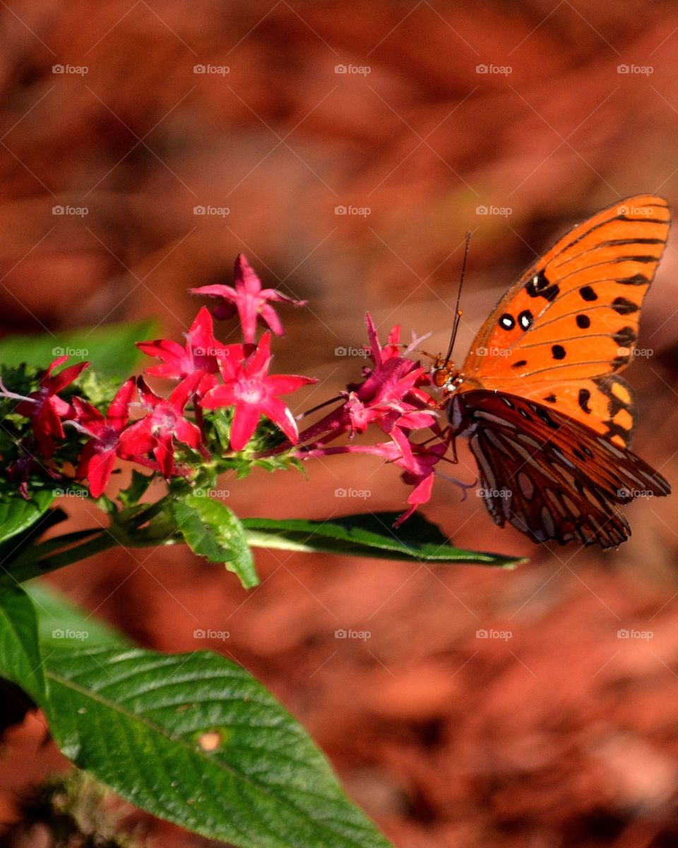 Close-up of a butterfly on flower