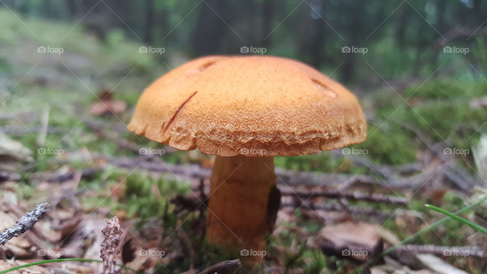 Mushroom growing in the forest .
Svamp växer i skogen 