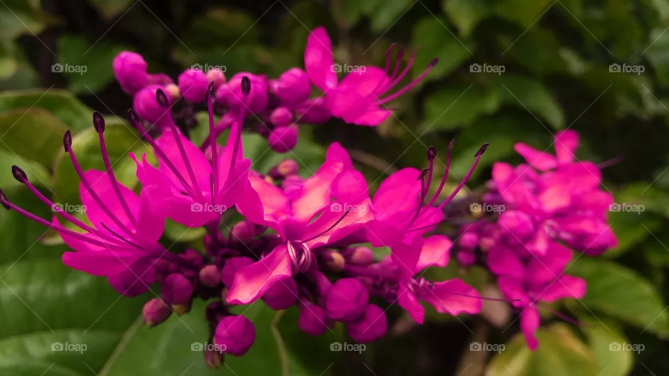FLOWER