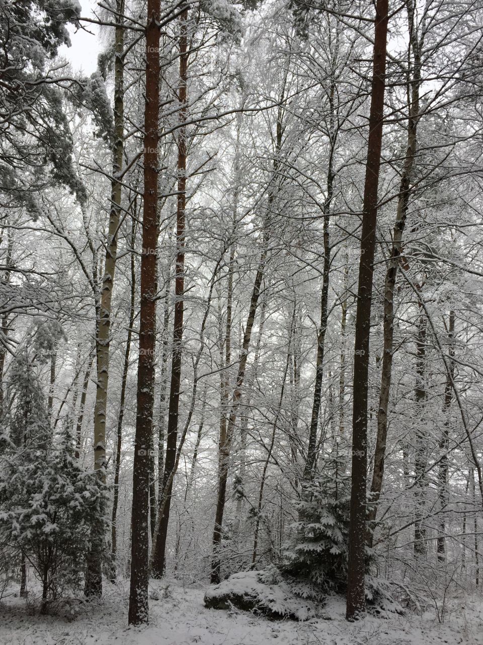 Frozen trees in forest