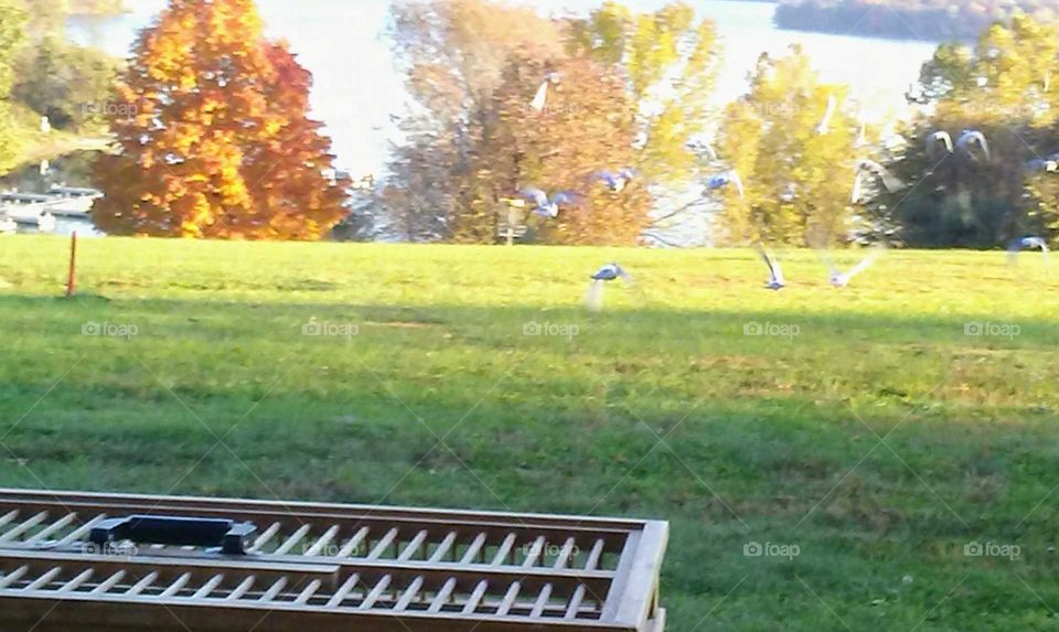 Homing pigeon release at Codorus State park Pennsylvania