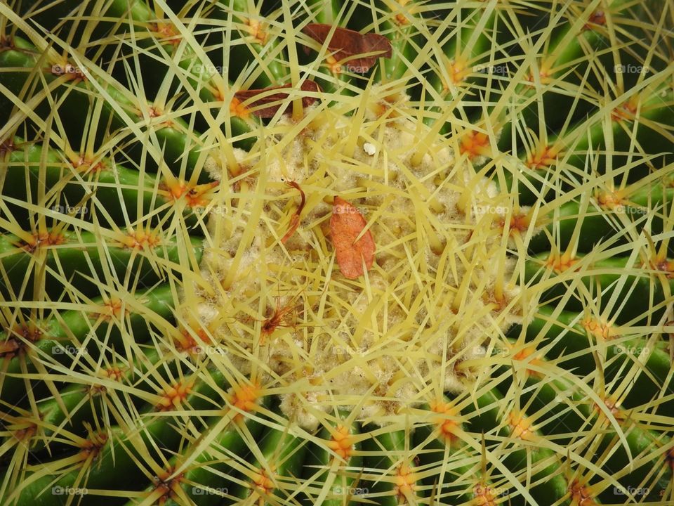 Cacti pattern 