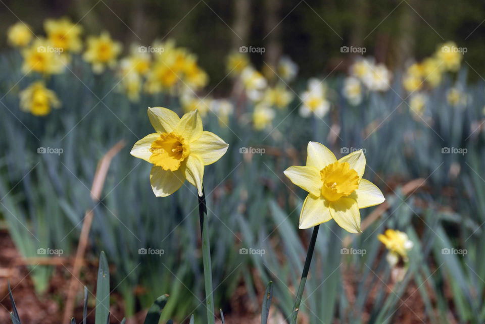 Spring Daffodils