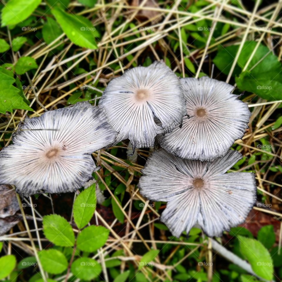 Delicate looking mushrooms