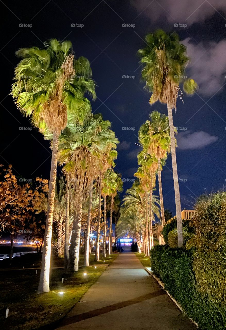 Palm trees at night in Paphos. Walking on the seafront of Paphos, Cyprus , you can enjoy the peace and calm of the quite scenery. 