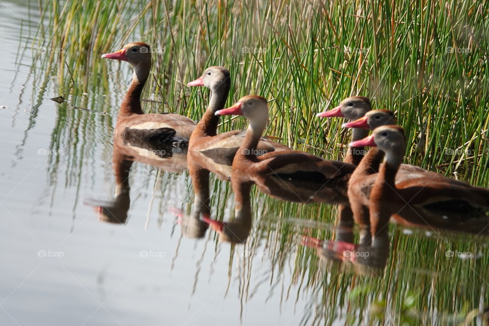 Black bellied whistling ducks on the move.