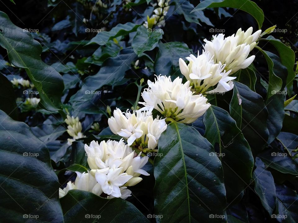 coffee flower | Arabica