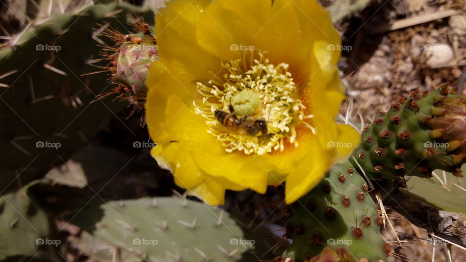Bee pollinating on yellow flower
