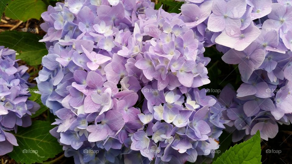 Hydrangea