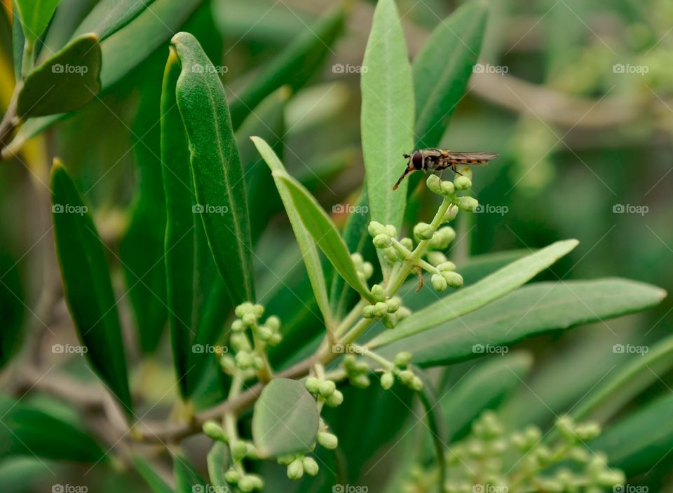 Insect sitting on olive branch 