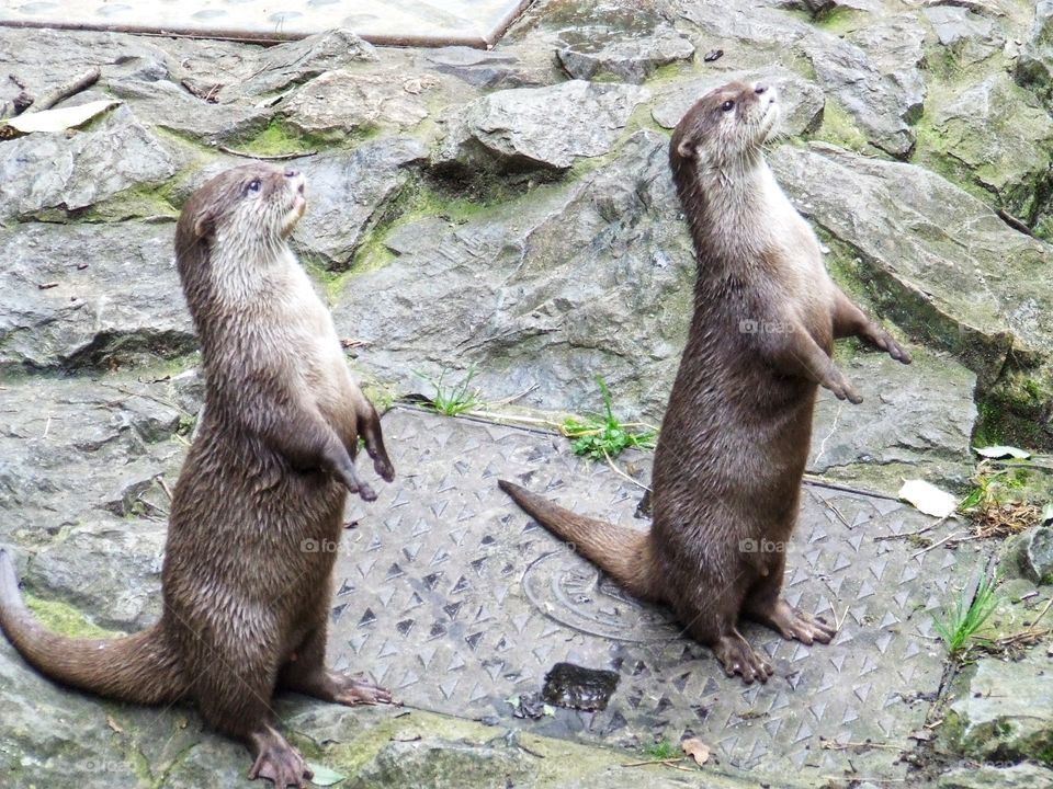 River otter standing together