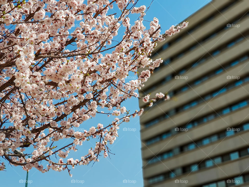 first sign of spring cherry blossom in the city clear blue sky building in the background