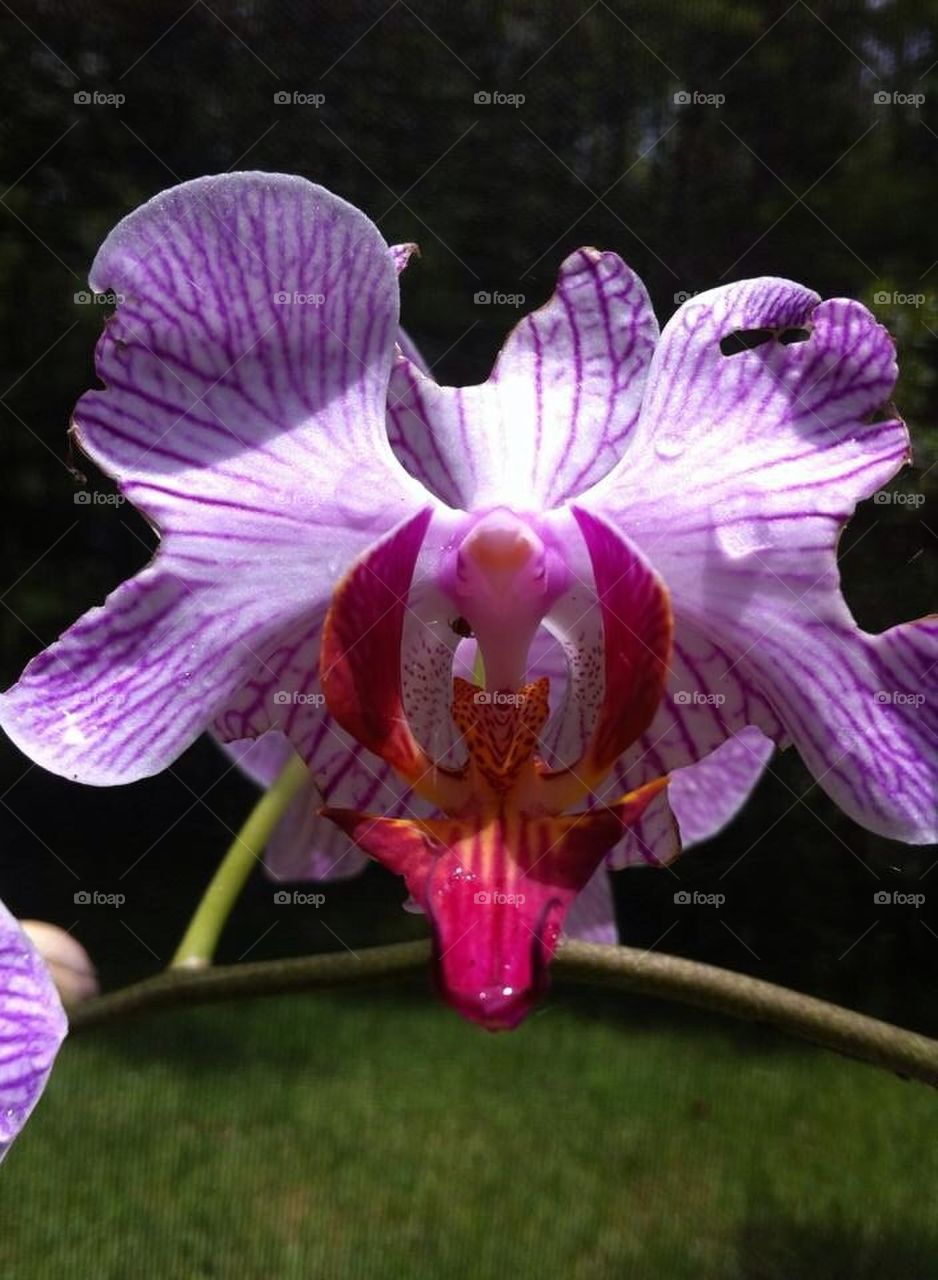 Orchid inspires beauty