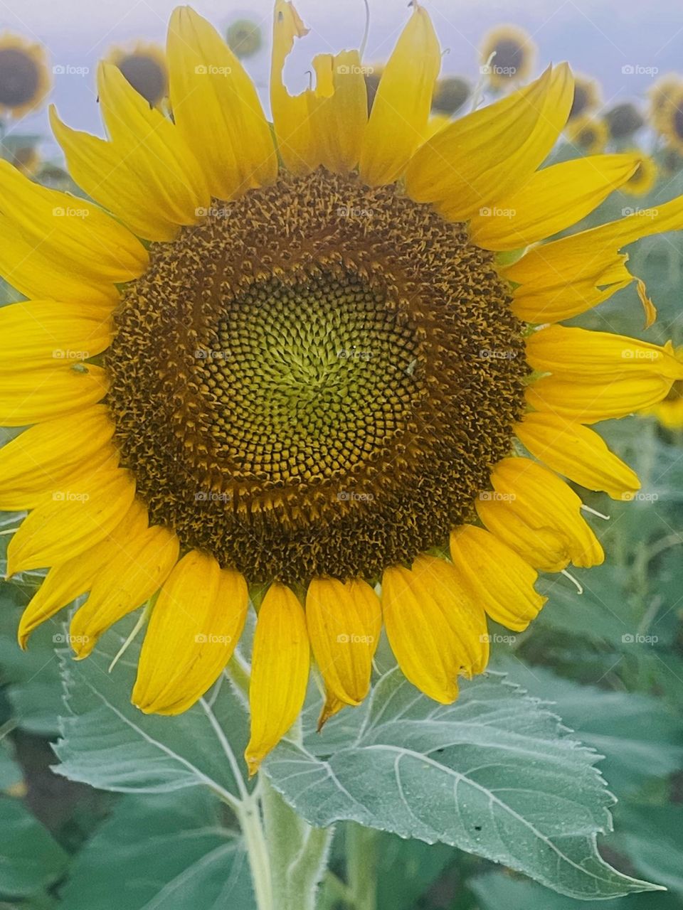 Sunflower Sundays 