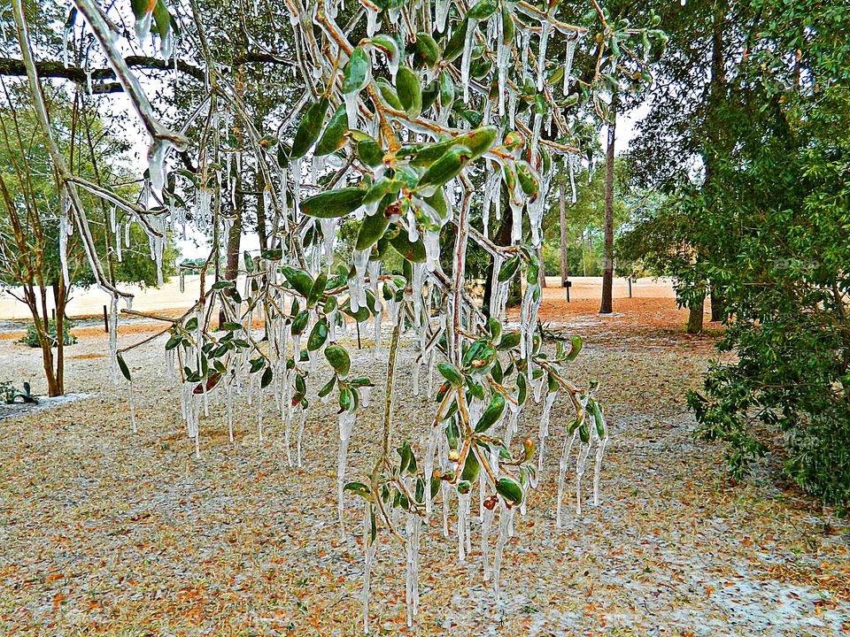 Winter presents its own special challenges. When the land is covered with a coating of snow and ice outlines branches, the outdoors are transformed into a magical place. Less stuff going on, fewer birds, fewer trees with leaves, just less going on