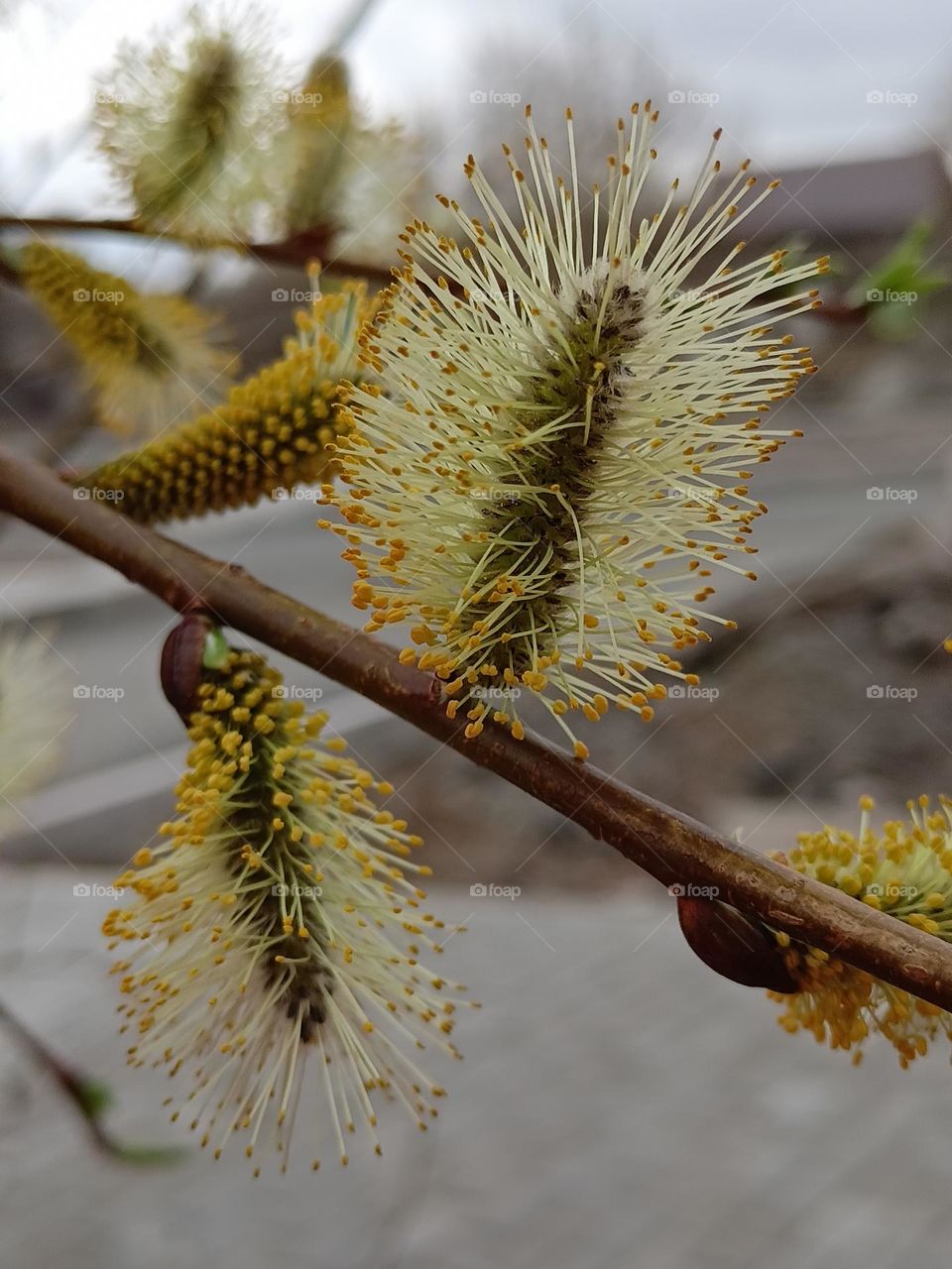 spring, trees, branch, leaves, april, may, springtime, buds on a branch, city, yellow