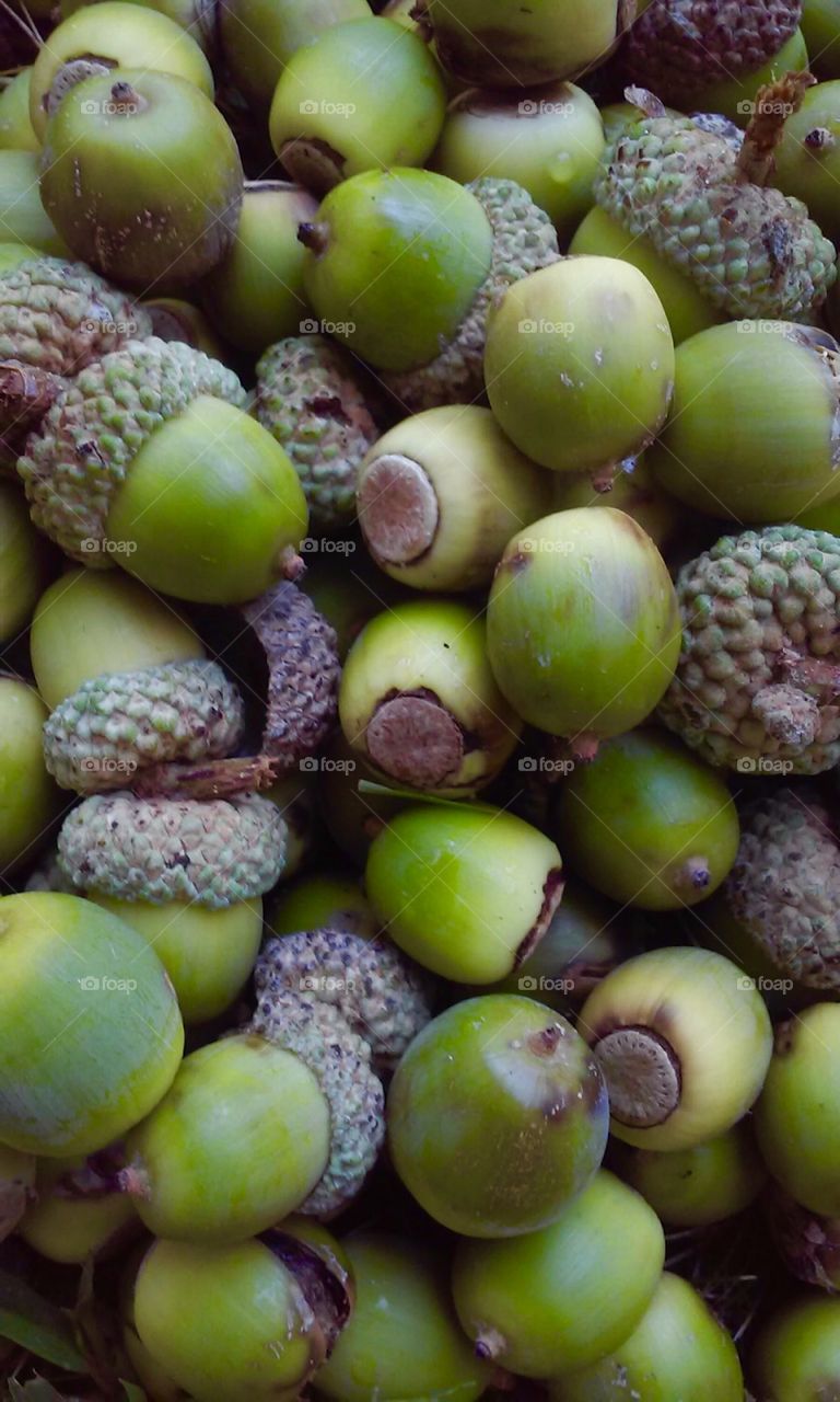 Acorns,texture,green