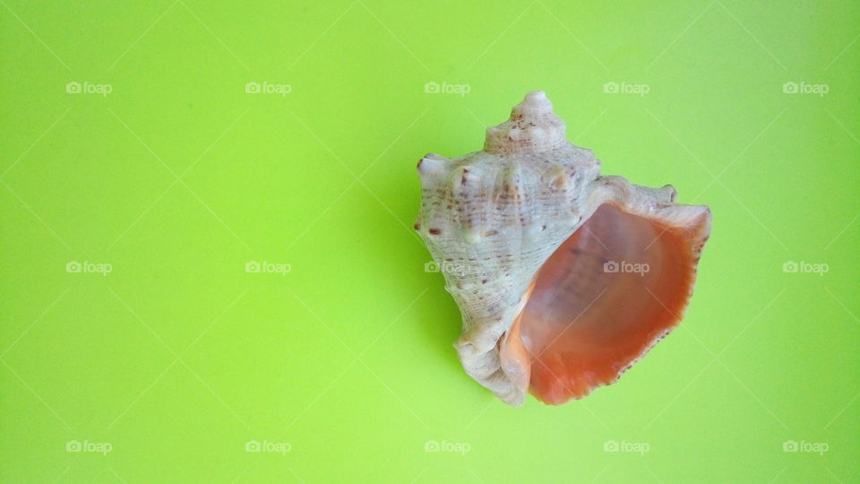 яйца.ракушка.зеленый.море.