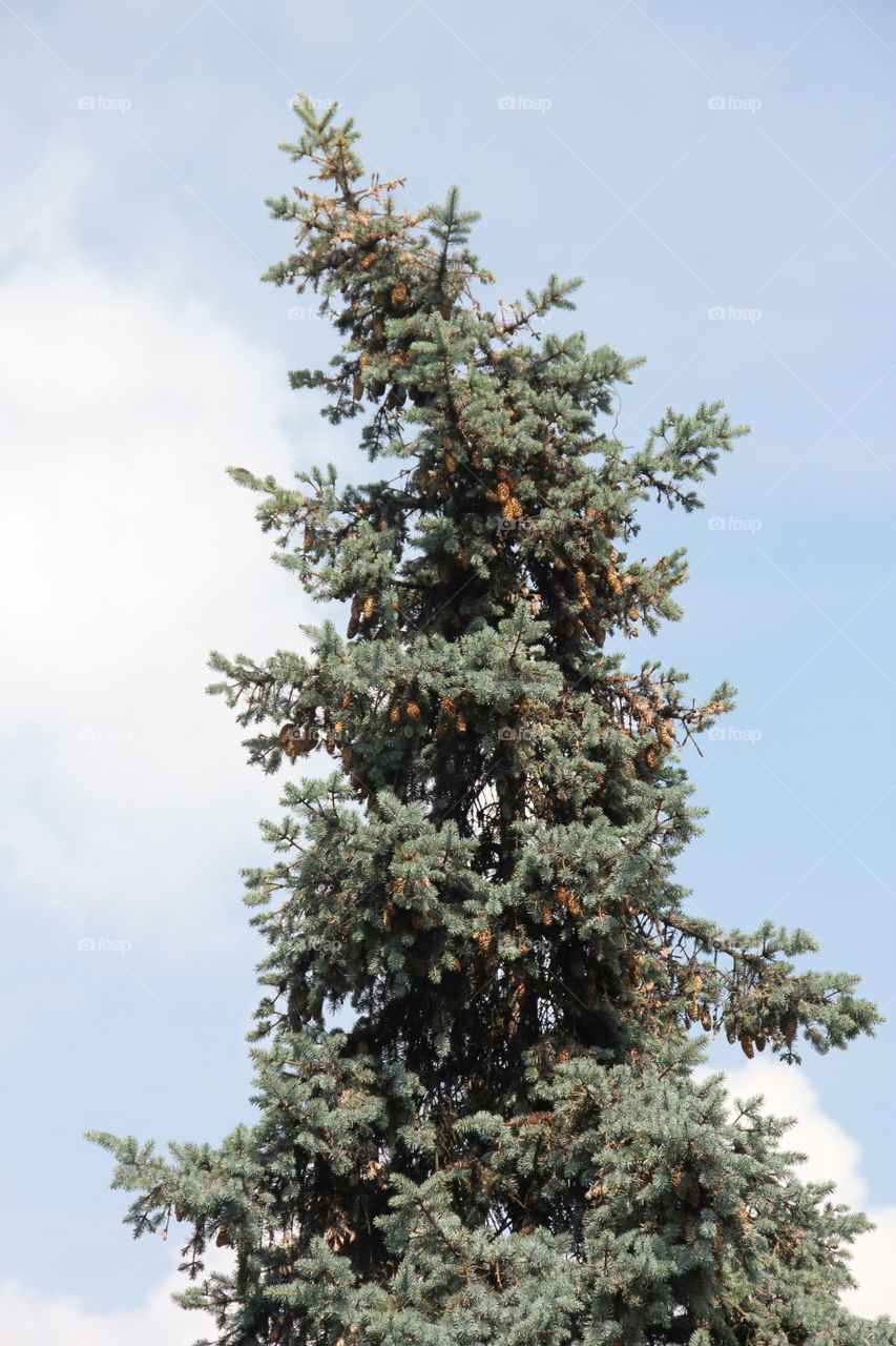 tree with cones