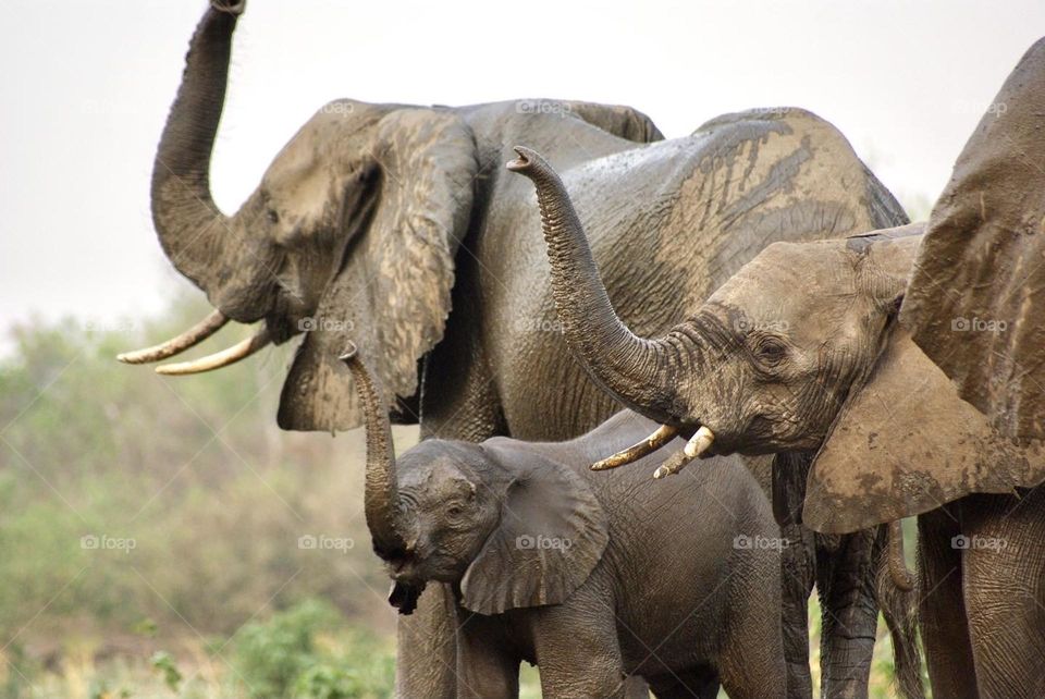 A herd of elephants smelling the air 