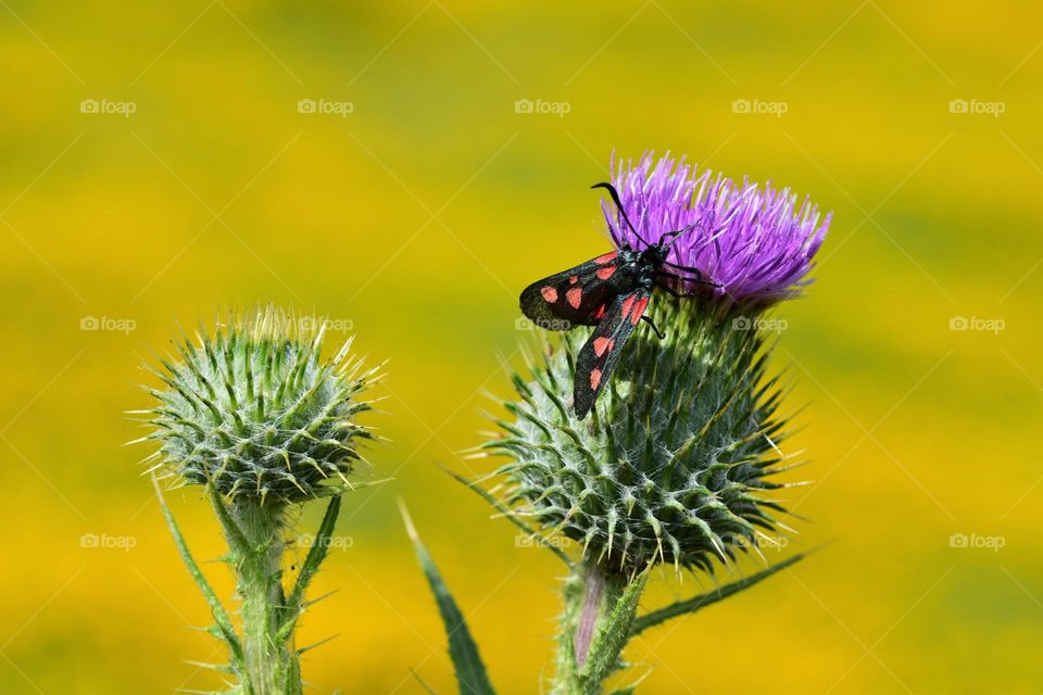 Close up of butterfly in the flower