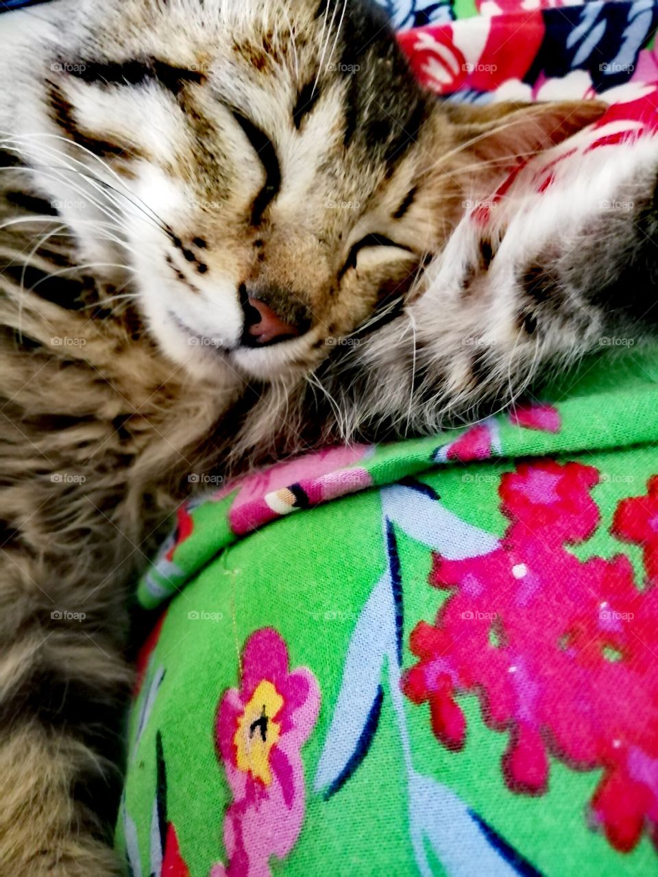 Pets and wild animals