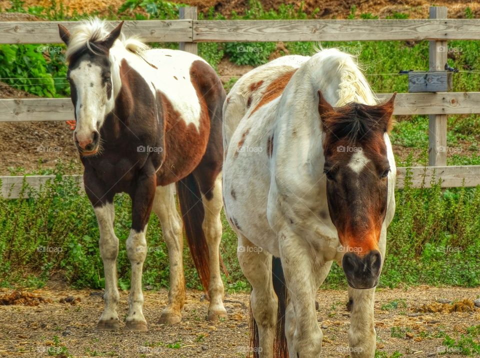 Pair Of Dappled Horses