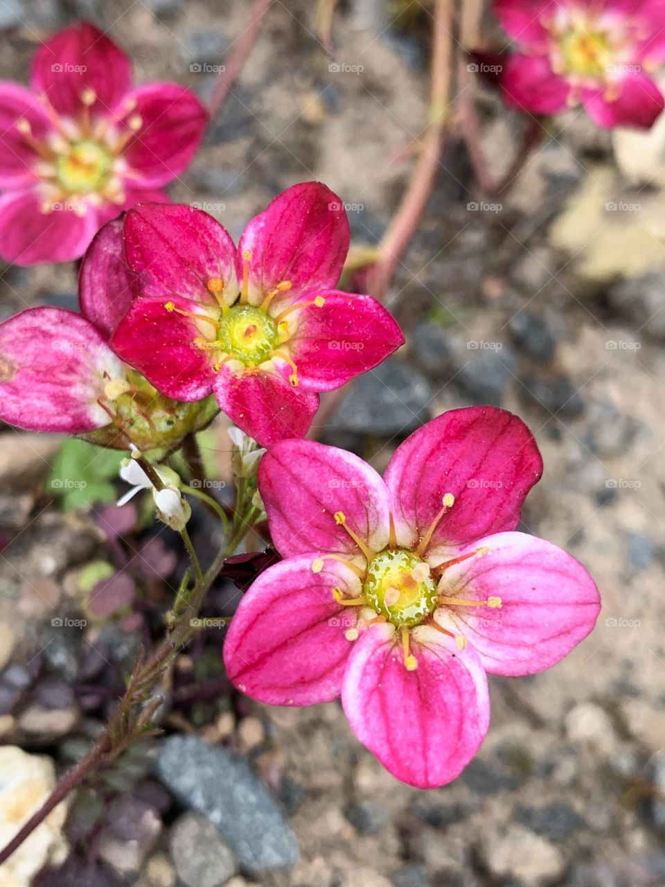 Pink flowers