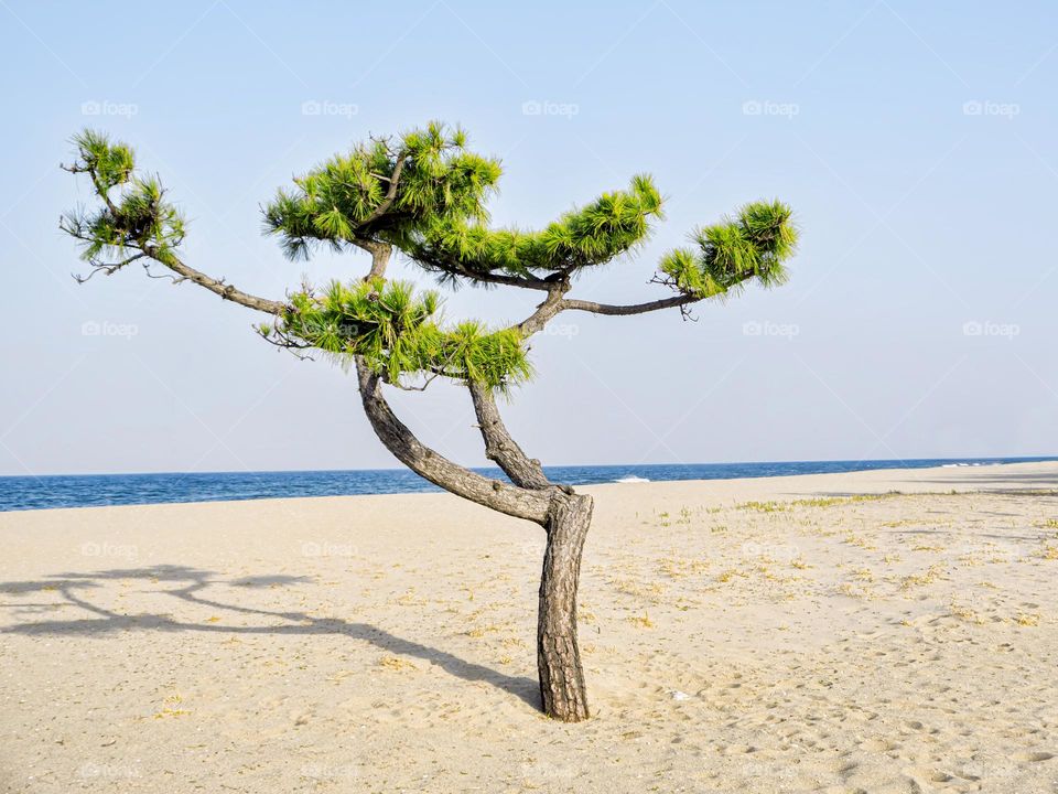 Pine tree on the beach of Yangyang city, South Korea