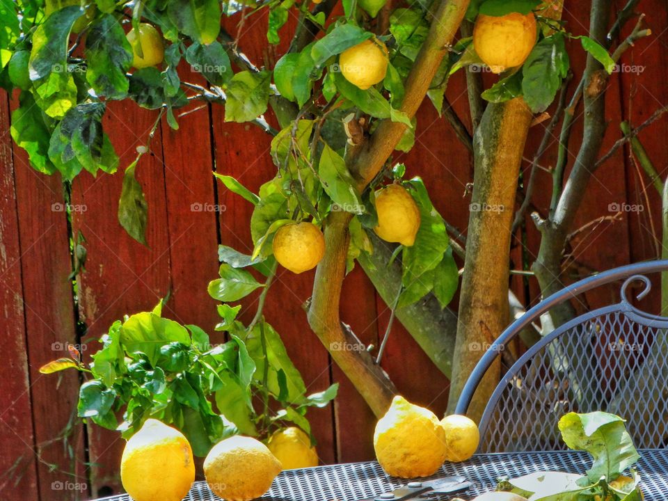 Lemon on plant