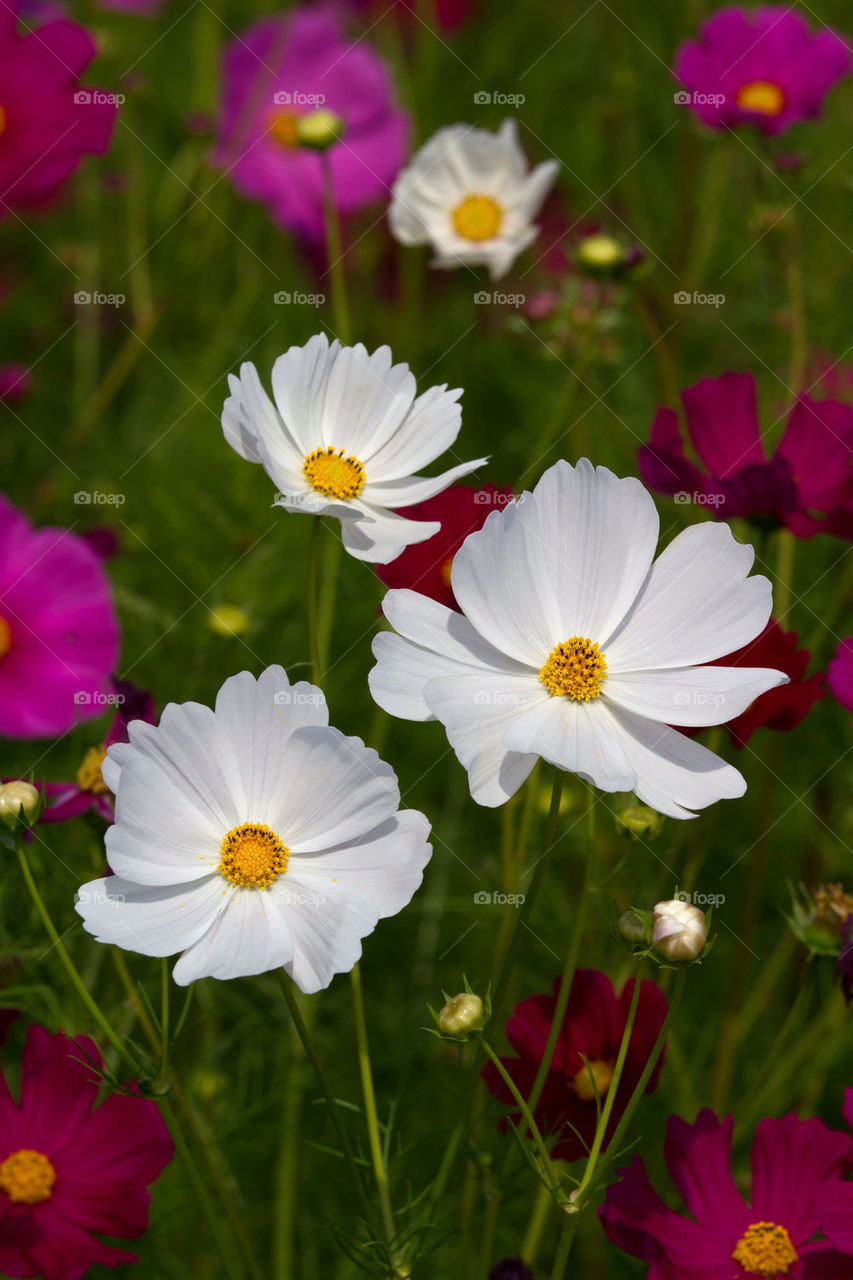 pollen flower white petal by sonchai