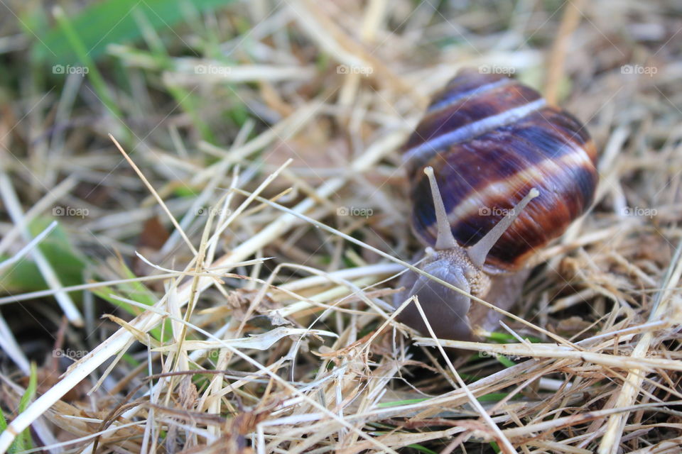 the smile of the snail