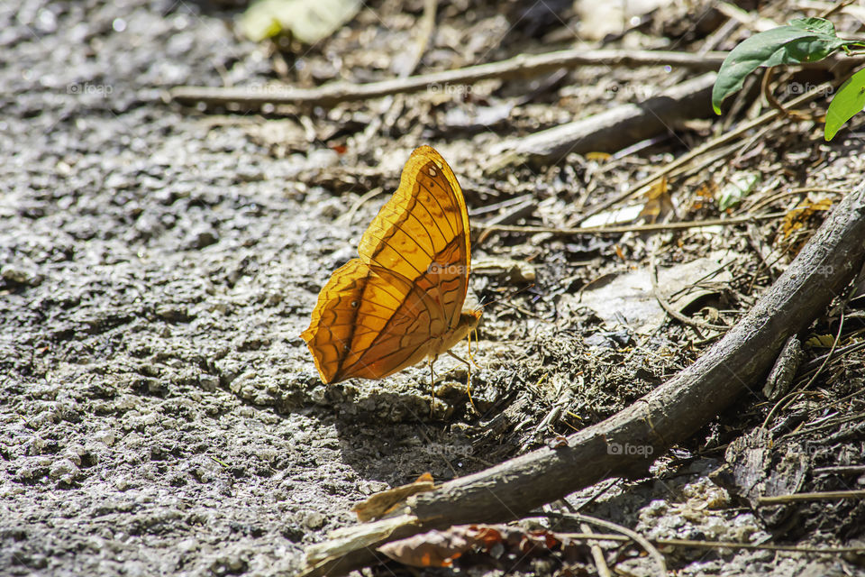 Orange butterfly with beautiful patterns on the rocks.