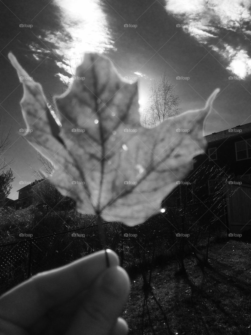Maple leaf backlit by sun