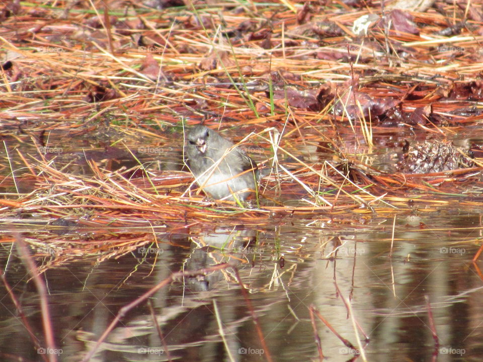Juncos reflection