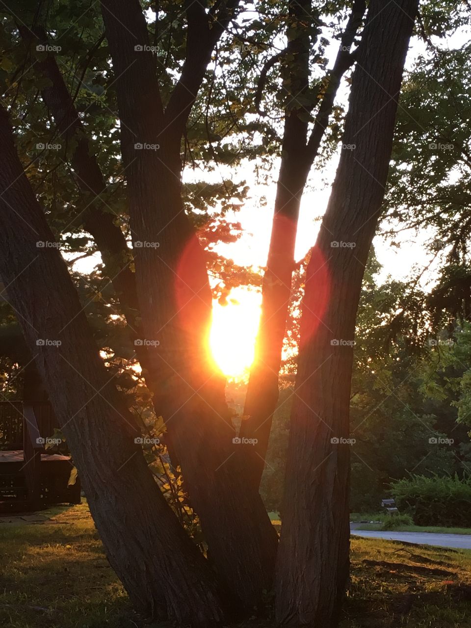 Four trunk sunset 