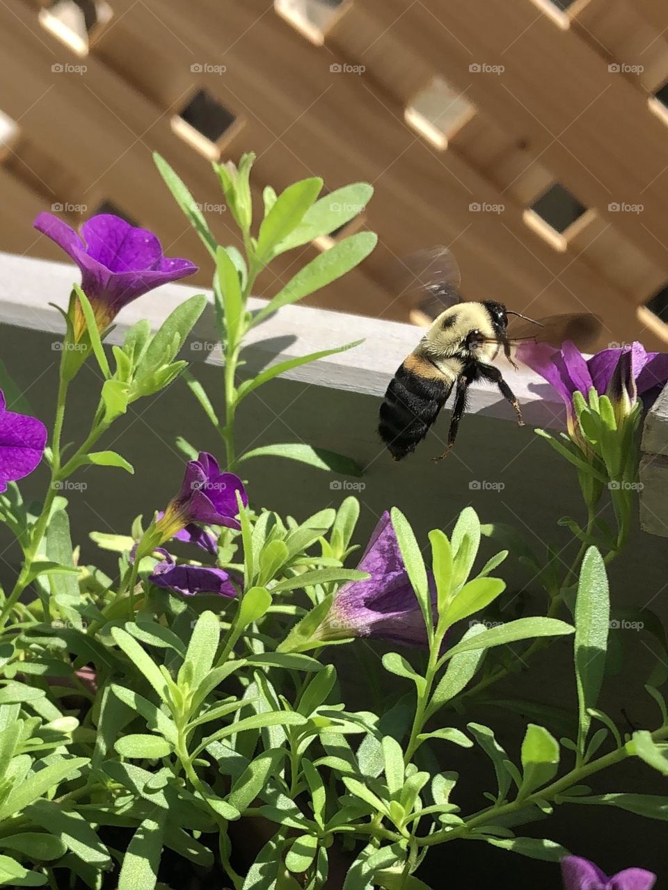 Backyard bumblebee pollinating petunia flower on sunny summer afternoon beautiful honey bee nature wildlife bugs weather leaves foliage gardening container garden patio plants 