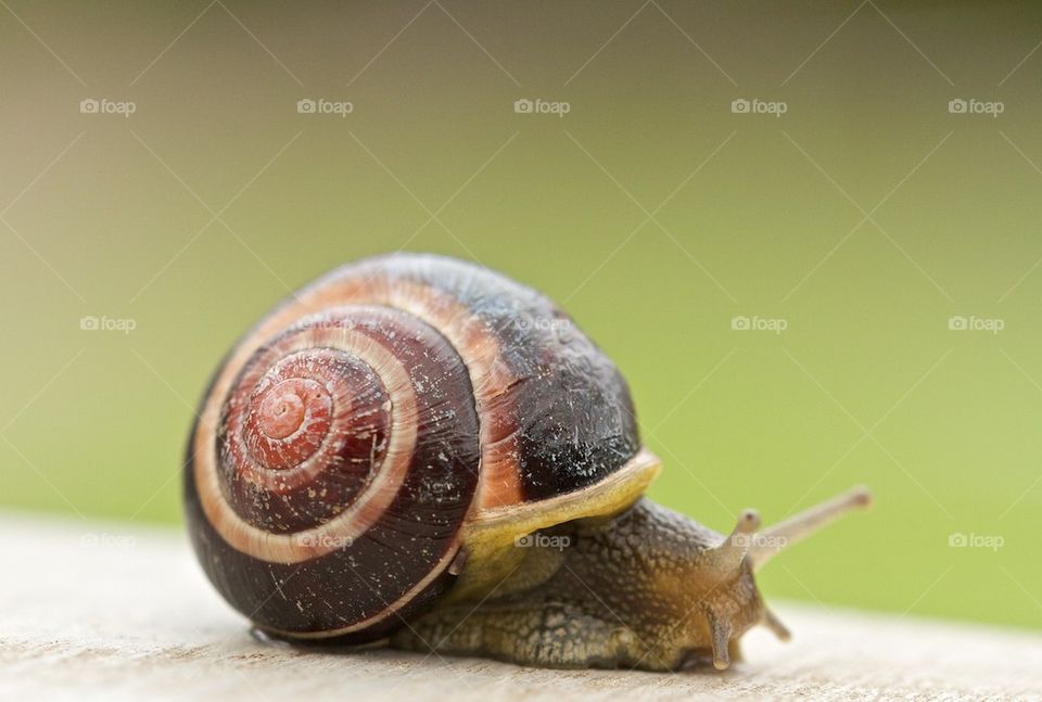 Close-up of a snail