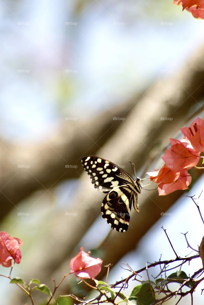 Black and yellow swallowtail butterfly 