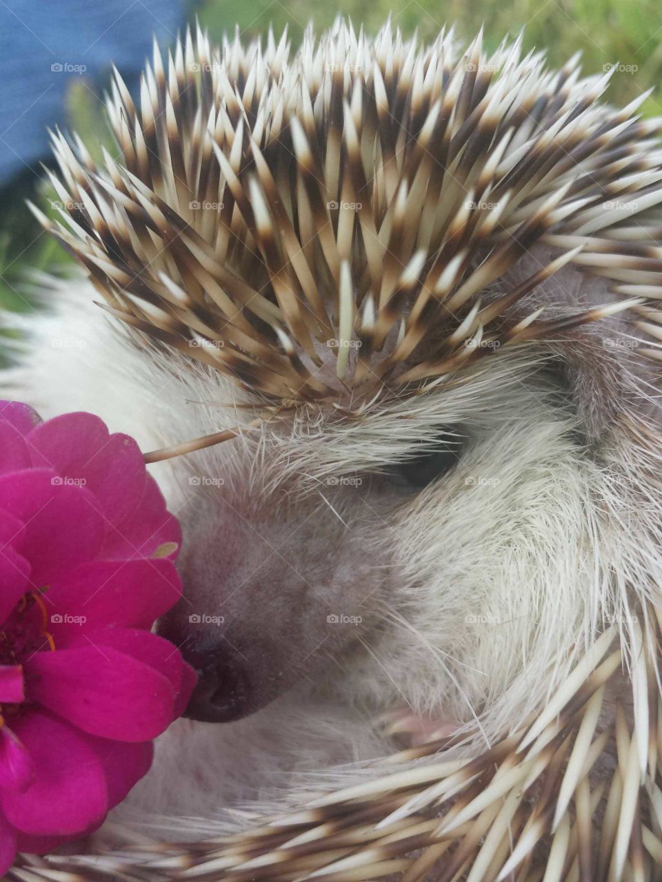 Close-up of hedgehog with flower