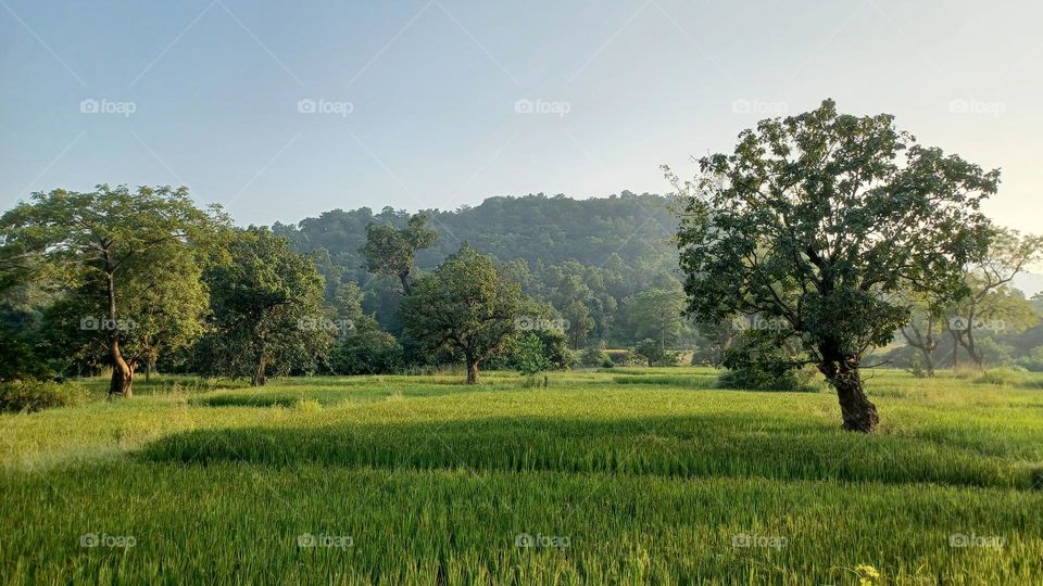 Immense beauty of nature at sunset with swaying paddy crops. This natural beauty is from Dumariya located in Jharkhand state of India. The village is situated in the lap of nature. Its beauty is made on seeing it.