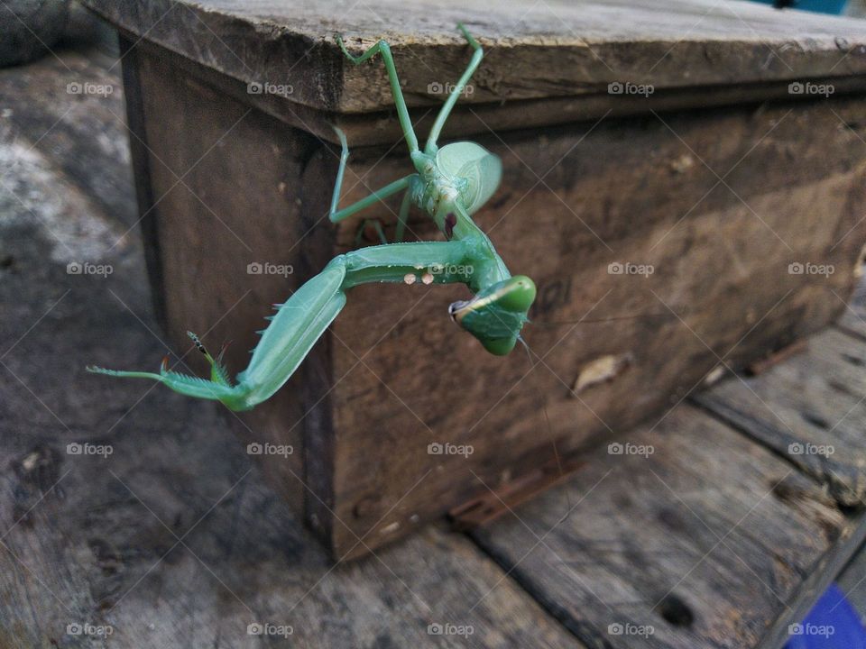 Green grasshopper