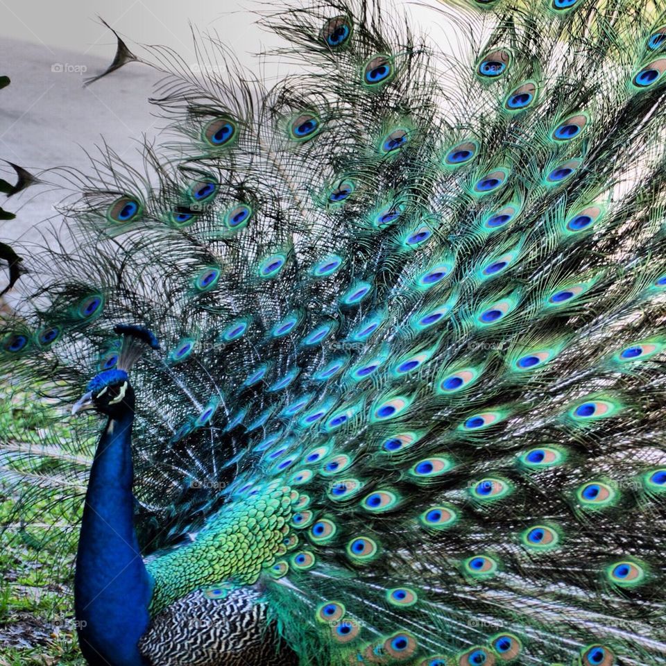 Peacock