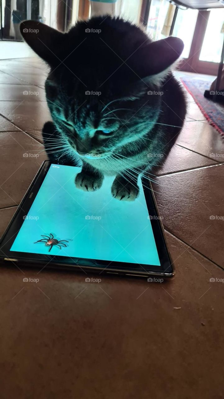 gatto gioca col tablet
