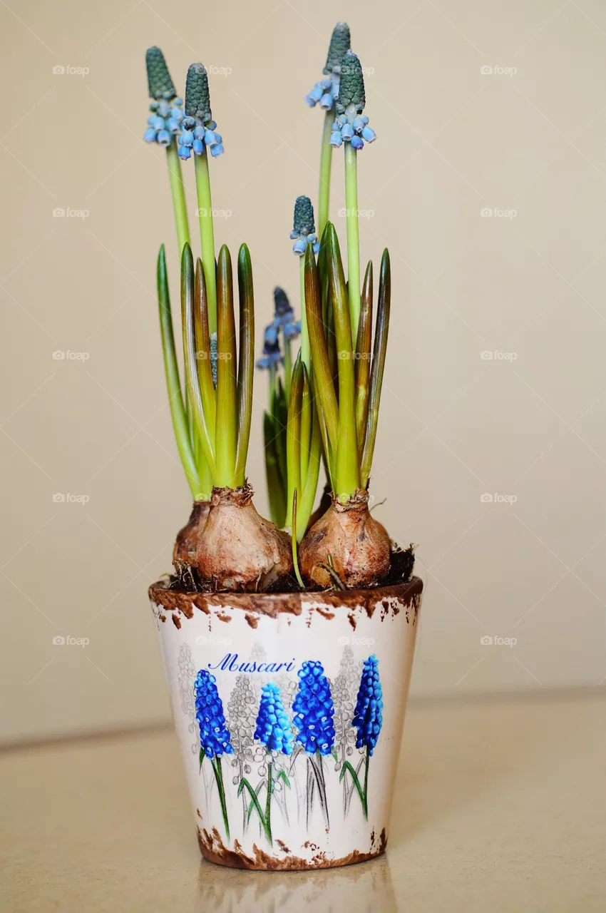 Blue muscari flower in a pot