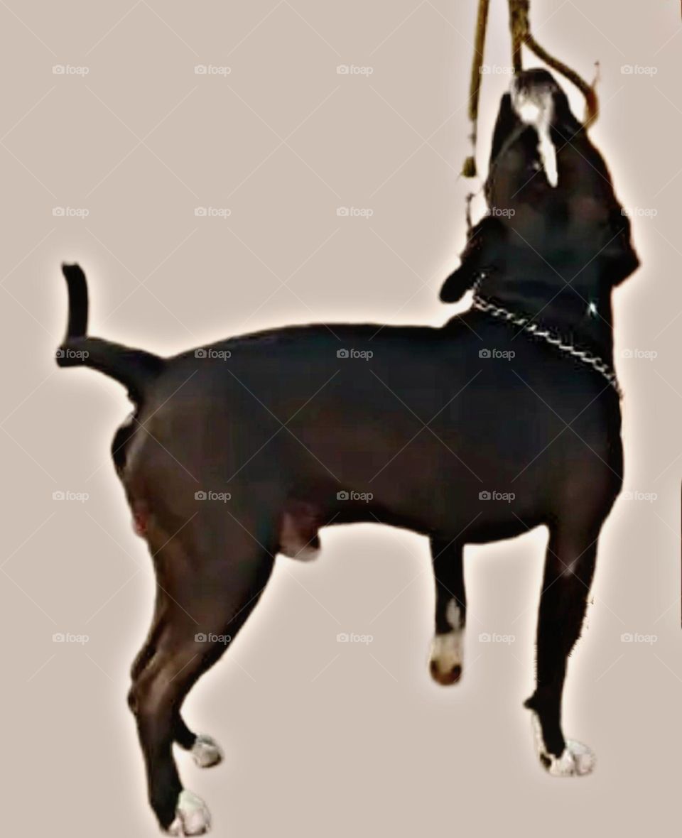 my most beautiful and cute dog.