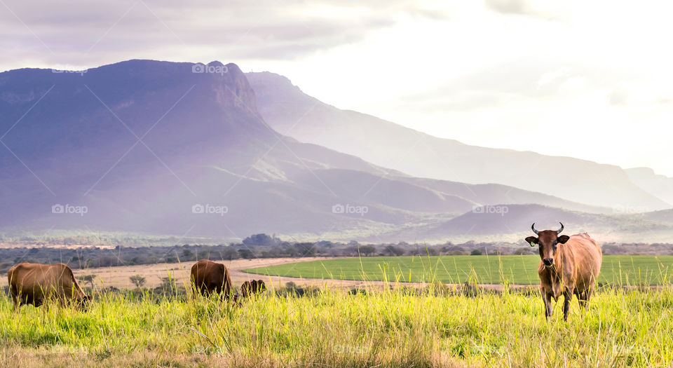 Cows standing in a field with mountain view. 