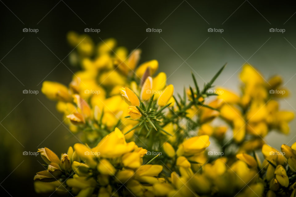 Spring flowers in London