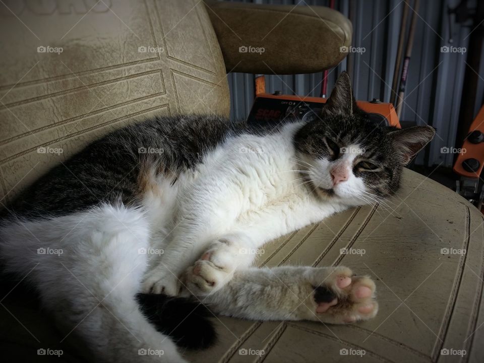 Gray Tabby Looking Resting on a Lawn Mower