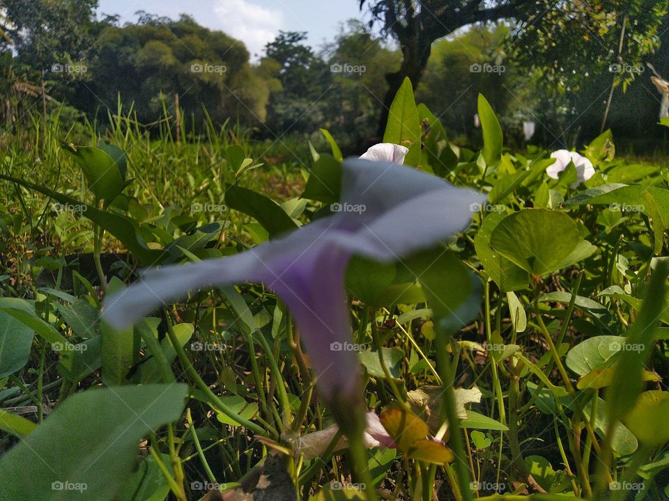 Beautiful natural green scenery